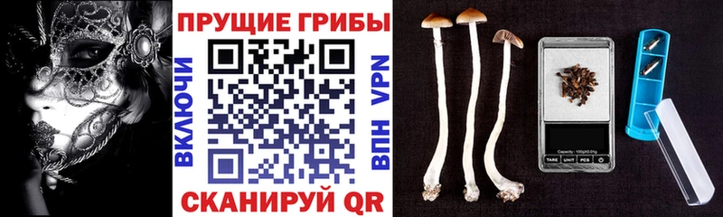 Галлюциногенные грибы Psilocybine cubensis Кисловодск